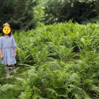 Forest ground full of ferns, green. My daughter in the middle of it.