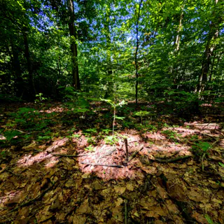 walk in the forest