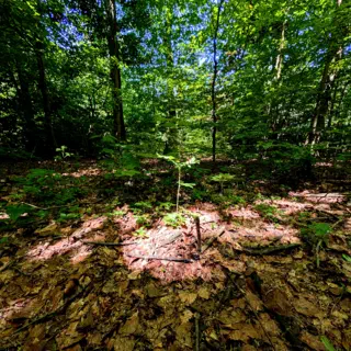 walk in the forest
